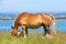 Trait Breton horse in a field in Brittany