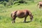 Trait Breton horse in a field in Brittany