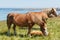 Trait Breton horses in a field in Brittany
