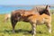 Trait Breton mare and her foal in a field in Brittany