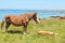 Trait Breton mare and her foal in a field in Brittany