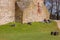 Trakai, Lithuania, 30-04-2017. People lie on the grass and bask in the spring sun near the walls of the old castle Trakai