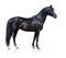 Trakehner black stallion