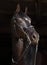 Trakehner Horse with classic bridle on dark background