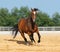 Trakehner stallion on arena