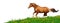 Trakehner stallion gallops in field