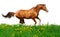 Trakehner stallion gallops in field