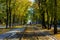 Tram and tram rails in colorful forest