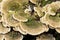 Trametes betulina mushroom cluster growing on dead conifer stump