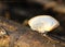 Trametes hirsuta, commonly known as hairy bracket.