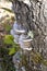 Trametes ochracea on the tree trunk in the garden