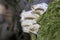 Trametes suaveolens is a species of fungus belonging to the family Polyporaceae.