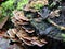 Trametes versicolor