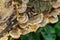 Trametes versicolor, also known as Polyporus versicolor, is a common polypore mushroom found throughout the world and also a well-