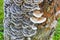 Trametes versicolor. Lots of tree mushrooms on the surface of the bark of a tree trunk