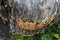 Trametes versicolor mushroom common turkey tail, macro photography, medicine mushroom, edible, medical