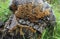 Trametes versicolor mushroom common turkey tail, macro photography, medicine mushroom, edible, medical