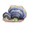 Trametes versicolor or turkey tail mushroom closeup digital art illustration. Cap shows concentric zones of different