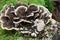 Trametes versicolor, turkey tail mushroom on tree stump