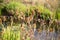 trample path in the wilderness with dry thistle at the edge