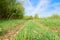 Trampled grass on a dirt road in a green field