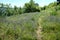 A trampled path along the banks of the river, through the blossoming field steppe grass