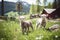 Tranquil alpine meadow with adorable sheep