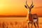 Tranquil antelope grazing in the african savanna at sunset glow
