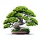 Tranquil Artistry: Beautiful Bonsai Tree Isolated on White Background. Generative ai