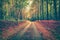 Tranquil autumn forest with a footpath through a beautiful woods