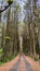 Tranquil Autumn Path Through of Pine forest