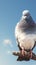 Tranquil avian Pigeon perched on branch with blue sky background