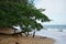 Tranquil beach with gentle surf, yellow sand and tropical tree