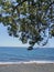 Tranquil beach landscape with ocean, sky, tree and serene horizon over water