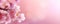 Tranquil Beauty of Delicate Pink Sakura Blossoms on Soft Pink Banner