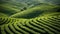 Tranquil Beauty of Lush Green Tea Fields on Hillside