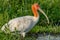 Tranquil beauty stunning portrait of a scarlet faced ibis bird during golden hour in a marsh