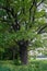 Tranquil beauty of a summer evening in desolate countryside. An old branched oak tree with deep hollow in its trunk and lush crown