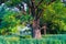 Tranquil beauty of a summer evening in desolate countryside. An old branched oak tree with deep hollow in its trunk and lush crown