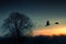 Tranquil beauty trees and birds captured in striking silhouette photography