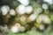 Tranquil Bliss: Soft Colored Abstract Bokeh Background