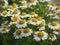 Tranquil Blooms: Chamomile\'s Serene Beauty