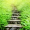 A tranquil botanical garden stairway