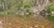 Tranquil bush river scene, still clear water, stony river bed, green forest