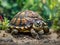 Tranquil Charm: Small Turtle Resting on Ground.