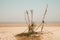 Tranquil Coastal Beauty: Horizon over Water, Sand, and Sky