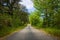 Tranquil country road meandering through lush verdant foliage