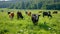 Tranquil cows leisurely grazing on the rich green pastures of the picturesque countryside