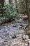 Tranquil creek meanders through a lush forest of trees, Caledonia State Park, Pennsylvania