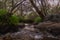 Tranquil creek winding through a dense forest of towering trees